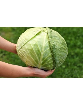 Kapusta biała 20 kg 