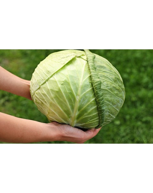 Kapusta biała 20 kg 