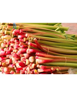Rabarbar 1kg